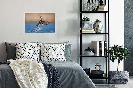 Affiche Canard - Aile - Water - 30x20 cm