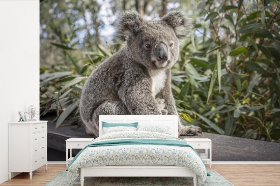 Papier peint - Papier peint photo Koala - Etagère - Plantes - Largeur 390  cm x hauteur