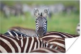 Poster Opvallende zebra - 60x40 cm