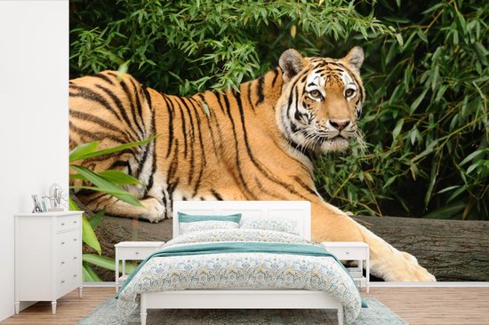 Papier peint photo peint vinyle - Tigre de Sibérie sur une branche largeur 330 cm x hauteur 220 cm - Tirage photo sur papier peint (disponible en 7 tailles)