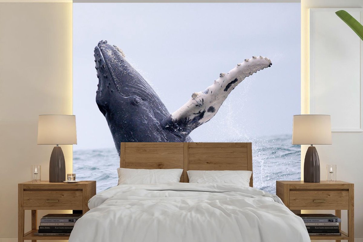 Behang - Fotobehang Bultrug walvis in de oceaan bij Costa Rica - Breedte 280 cm x hoogte 280 cm