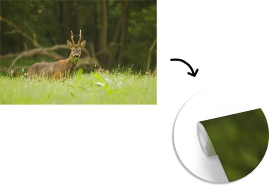 Papier peint photo peint photo vinyle - Cerf broutant largeur 420 cm x hauteur 280 cm - Tirage photo sur papier peint (disponible en 7 tailles)