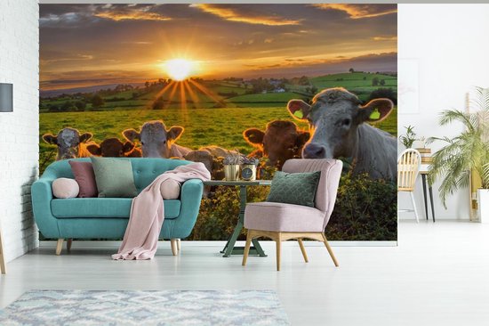 Papier peint photo peint vinyle - Coucher de soleil sur un troupeau de vaches largeur 390 cm x hauteur 260 cm - Tirage photo sur papier peint (disponible en 7 tailles)
