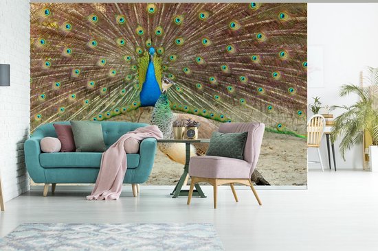 Papier peint vinyle - Paon vert mâle montrant des plumes au paon femelle largeur 390 cm x hauteur 260 cm - Tirage photo sur papier peint (disponible en 7 tailles)