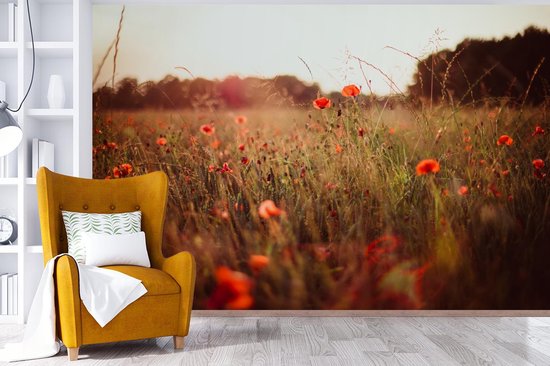 Papier peint photo vinyle - Champ d'herbes hautes et coquelicots au coucher du soleil largeur 600 cm x hauteur 400 cm - Tirage photo sur papier peint (disponible en 7 tailles)