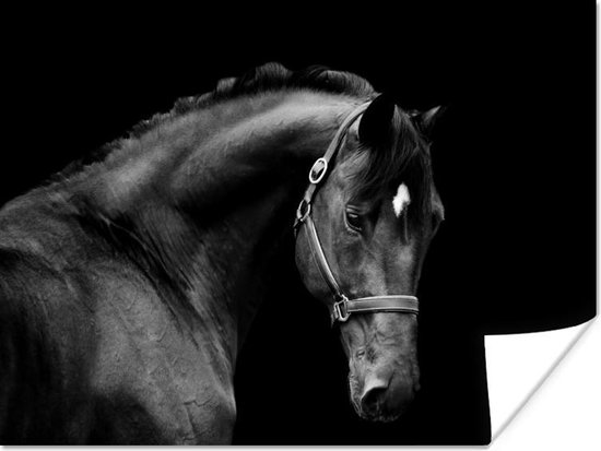 Poster Paard - Licht - Halster - 80x60 cm