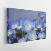 Canvas schilderij - Nemophila flower field -    100331552 - 80*60 Horizontal