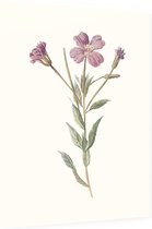 Harig Wilgenroosje (Greater Willow Herb) - Foto op Dibond - 30 x 40 cm