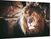 Koning leeuw - Foto op Dibond - 90 x 60 cm