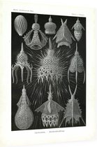 Calocyclas - Cyrtoidea (Kunstformen der Natur), Ernst Haeckel - Foto op Dibond - 30 x 40 cm