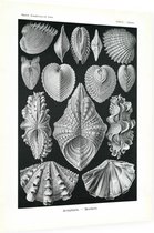 Cytherea - Acephala (Kunstformen der Natur), Ernst Haeckel - Foto op Dibond - 60 x 80 cm