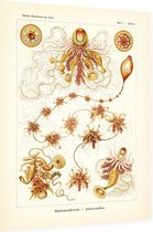 Epibulia - Siphonophorae (Kunstformen der Natur), Ernst Haeckel - Foto op Dibond - 30 x 40 cm