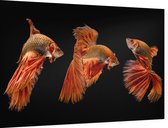 Oranje siamese kempvissen op zwarte achtergrond - Foto op Dibond - 60 x 40 cm