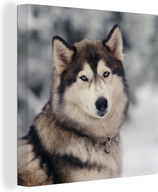 Toile Peinture Husky - 20x20 cm - Décoration murale