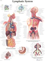 Lymfestelsel Poster - skeletmodel - modellichaam - lichaamskelet - geraamte - beenderen - demoskelet