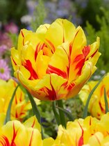 100x Tulpen 'Monsella'  bloembollen met bloeigarantie