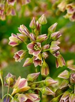 80x Bijgoed 'Nectaroscordum siculum (allium bulgaricum)'  bloembollen met bloeigarantie