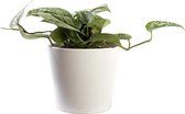 Plant in hydrocultuur systeem van Botanicly: Scindapsus met weinig onderhoud – in wit kleurig hydrocultuur sierpot – Hoogte: 5 cm – Scindapsus pictus Monstrosus
