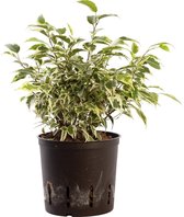 Plant in hydrocultuur systeem van Botanicly: Treurvijg met weinig onderhoud – Hoogte: 35 cm – Ficus benjamina Samantha