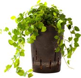 Plant in hydrocultuur systeem van Botanicly: Klimvijg met weinig onderhoud – Hoogte: 5 cm – Ficus pumila