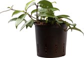 Plant in hydrocultuur systeem van Botanicly: Grote Wasbloem met weinig onderhoud – Hoogte: 5 cm – Hoya carnosa