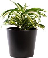 Plant in hydrocultuur systeem van Botanicly: Drakenboom met weinig onderhoud – in antraciet kleurig hydrocultuur sierpot – Hoogte: 30 cm – Dracaena derem. Malayka