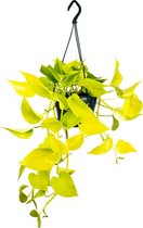 Kamerplant Epipremnum ''Golden Pothos'' - Geschikt als hangplant - +/- 20cm hoog - 12cm diameter