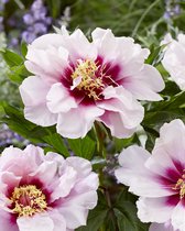 3x Pioenroos 'Paeonia cora louise'  bloembollen met bloeigarantie