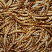 Gevriesdroogde Meelwormen
