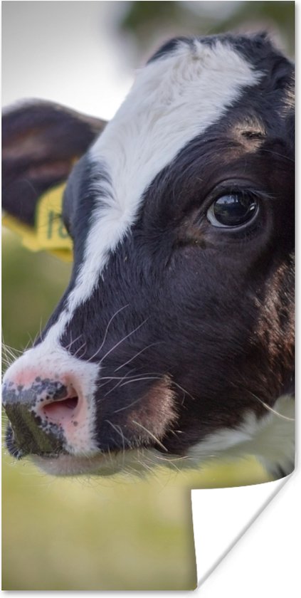 Poster Koe - Kalf - Dieren - Boerderij - 20x40 cm