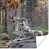 Poster Wolven - Rots - Bos - 100x100 cm XXL