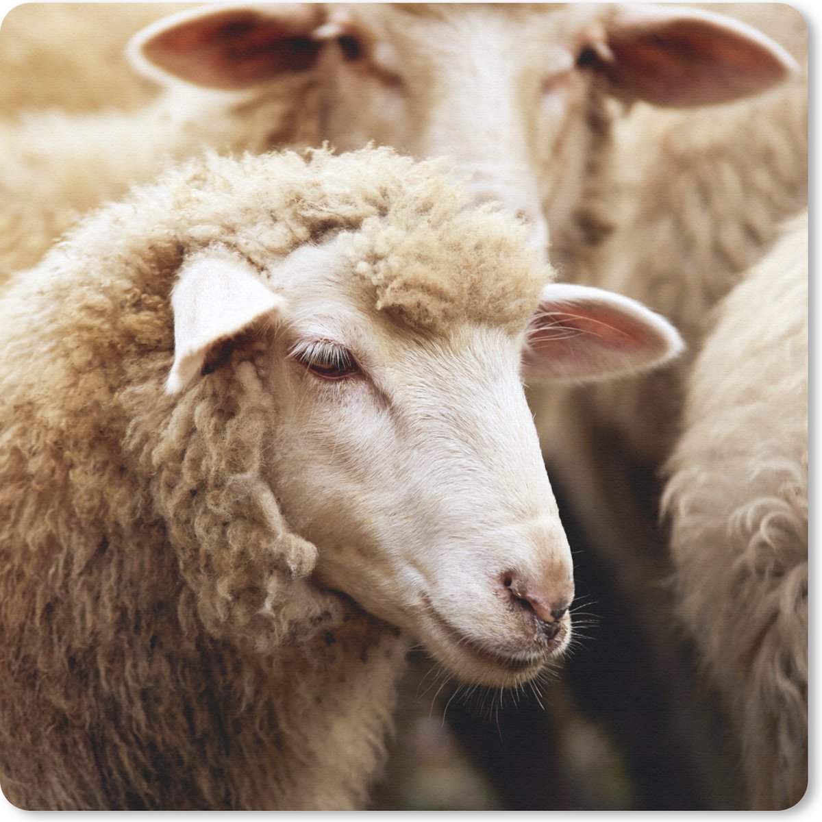Muismat 20x20 cm - Mousepad Schaap - Wol - Wit - Muismatten