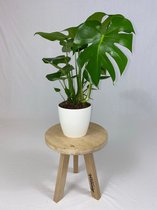 Hellogreen Kamerplant - Gatenplant - Monstera Deliciosa - 70 cm - Elho Brussels Wit