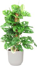 Hellogreen Kamerplant - Monstera Monkey Leaf - Met mosstok - 65 cm - ELHO Vibes Fold Rond Zijdewit