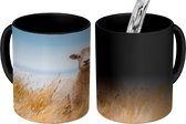 Magische Mok - Foto op Warmte Mokken - Koffiemok - Schaap - Gras - Zee - Magic Mok - Beker - 350 ML - Theemok