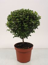 Bonsai van Botanicly – Myrsine africana – Hoogte: 30 cm