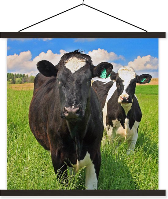 Posterhanger incl. Poster - Schoolplaat - Koe - Gras - Natuur - Dieren - 60x60 cm - Zwarte latten