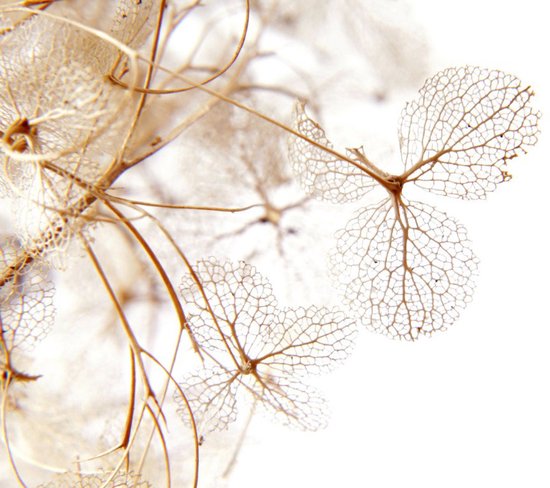 Vgdesign Transparante hortensia bloem 70x50 tuinposter banner VGDesign onbekend