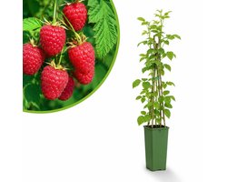 Herfst framboos - Rubus idaeus - Autumn First - hoogte 60 cm - potmaat Ø11cm