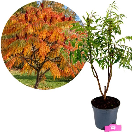 Een Rhus typhina 'Dissecta' boom in de herfstkleuren oranje en geel, met rode pluimen. Naast een pot met groene bladeren.
