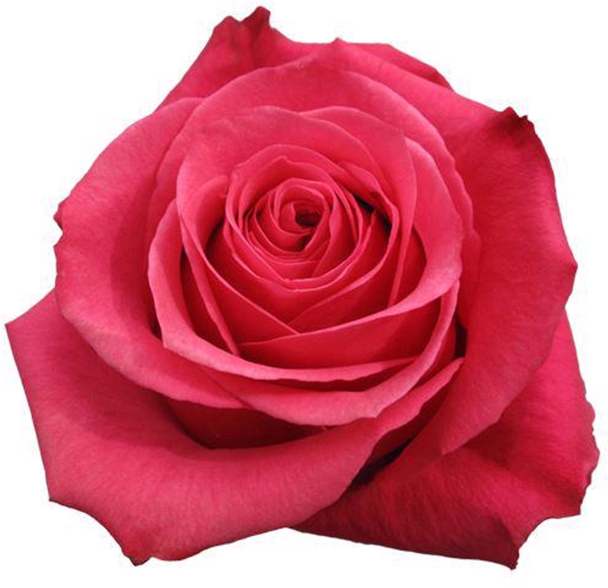 25x Rosa cherry-o! 50cm
