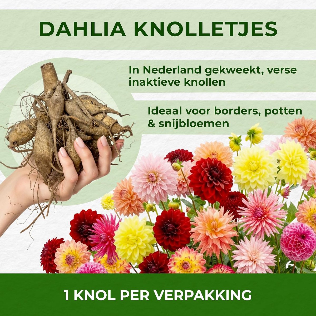 Dinner Plate Orange Tubers, 5 Dahlia Uien -variëteiten Mix van Holland, echte grote Dahlia -planten voor tuin en potten (geen zaden, niet kunstmatig)
