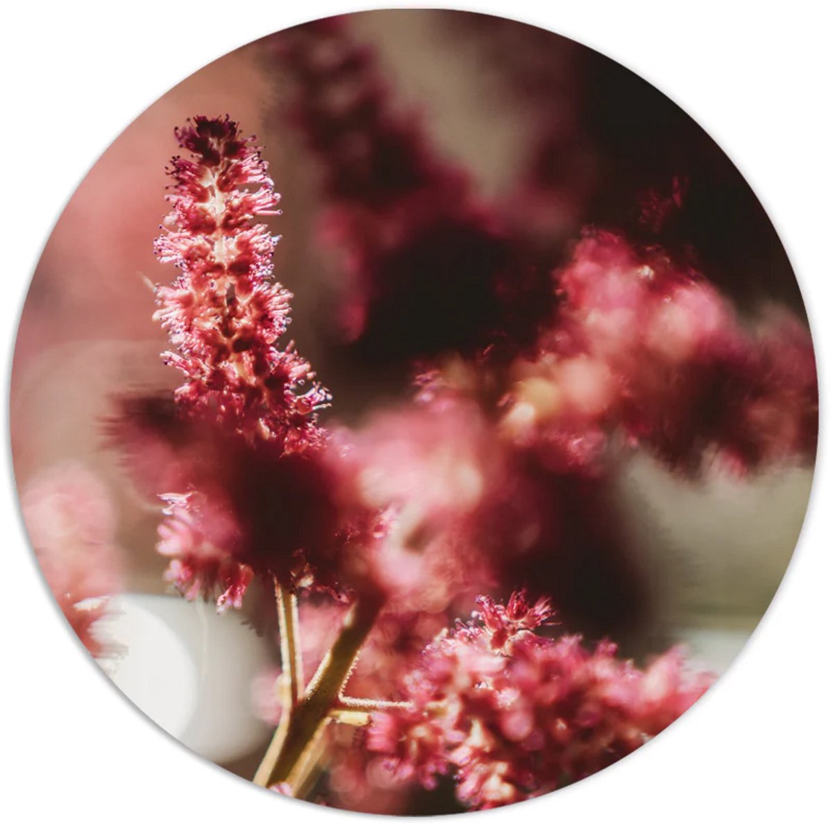 Label2X - Muurcirkel - Reddy - Ø 50 cm - Forex - Multicolor - Wandcirkel - Rond Schilderij - Bloemen en Planten - Muurdecoratie Cirkel - Wandecoratie rond - Decoratie voor woonkamer of slaapkamer