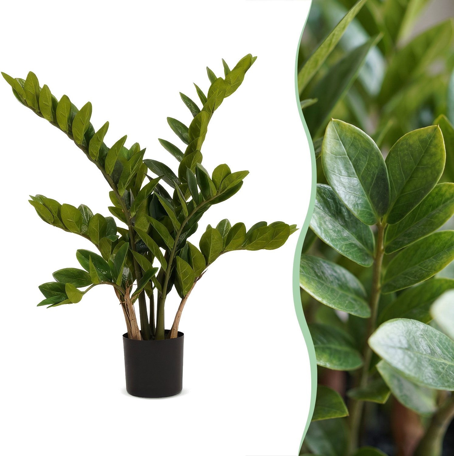 Green Harmony Plants Kunstplant - Zamioculcas - Kamerpalm - 70 cm Bruin