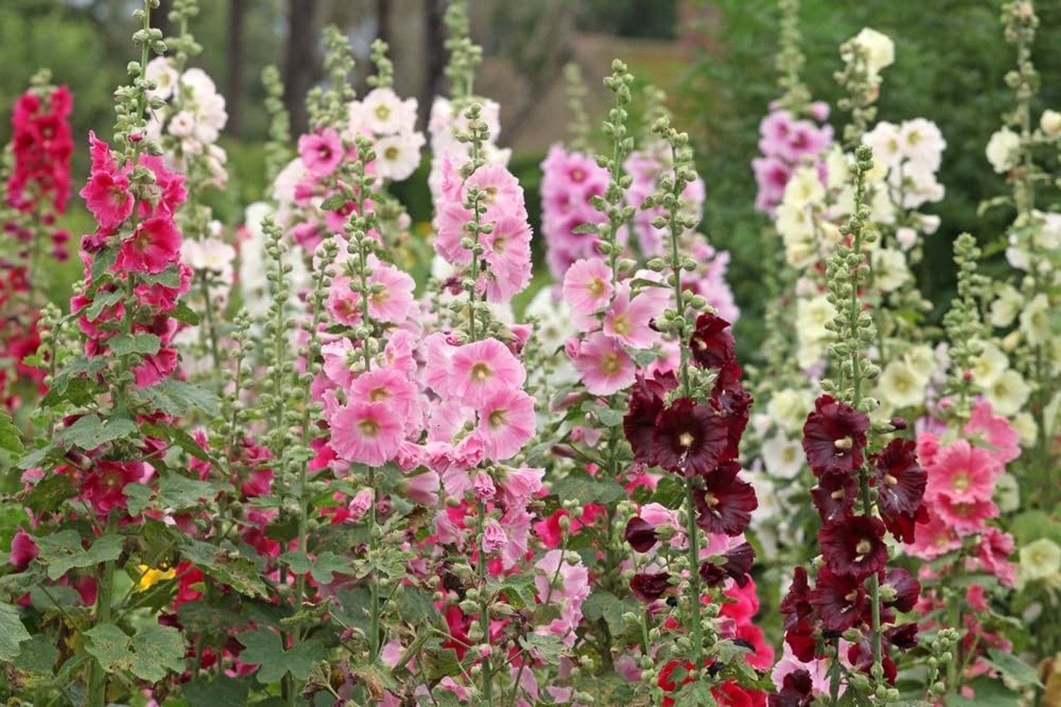 100 Zaden Gewone Malva 'Kleurige Mix' - Tuinbloemen