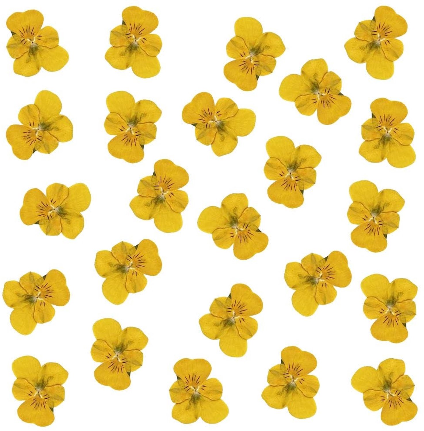 24 Stuks Gedroogde Bloemen voor DIY Decoratie
