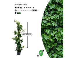 3x Hedera hibernica - Pot P13 - klimplant - in bloeiperiode - Singleplants