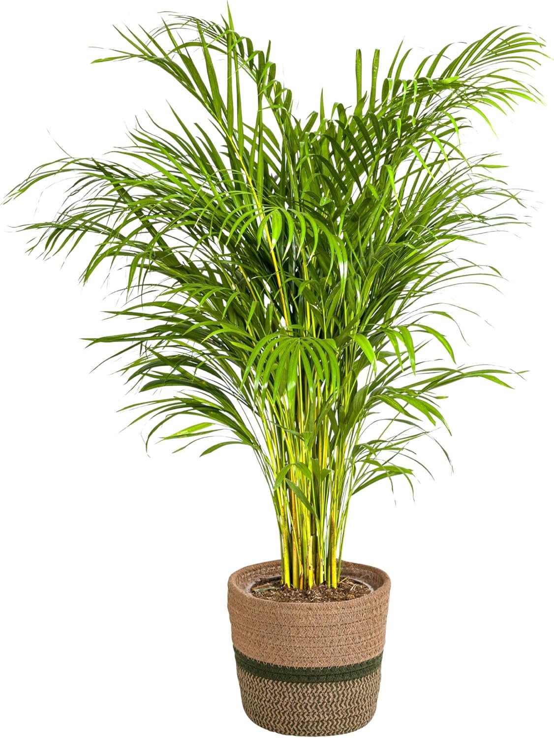 Areca Lutescens met mand - 120-140cm - Ø24cm - Kamerplant - Groenblijvend
