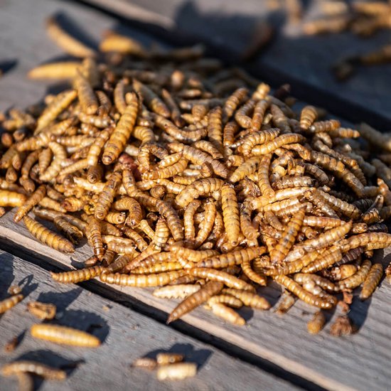 Een grote hoop gedroogde bruine meelwormen en larven op een houten ondergrond in zonlicht.