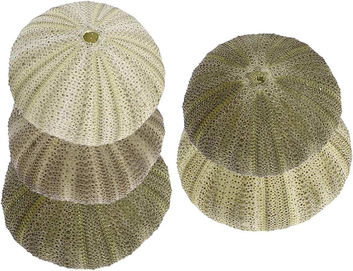 5 Stuks Delige Natuurlijke Groene Zee-egel Schelpen Lege Zee-egel Decoraties Authentieke Kuststijl Ornamenten voor Aquarium Viskom Terrarium Huisdecoratie